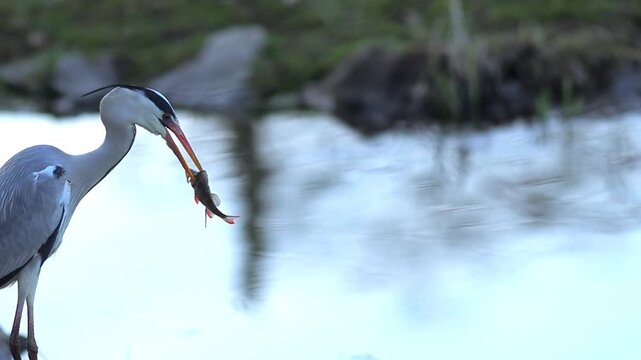 Patient Predator: Grey Heron Stalking Prey in the City Park Pond
