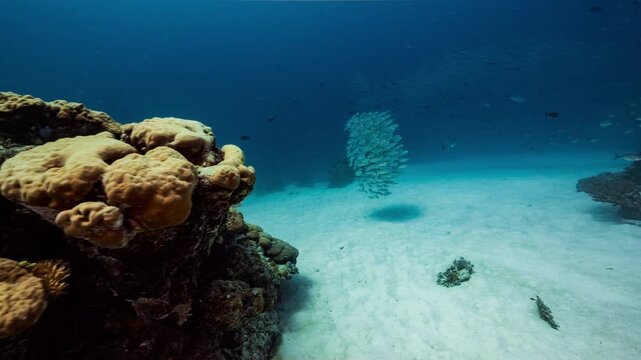 Large school of silver fish swims and shoals over a coral reef in the Palau Marine Sanctuary