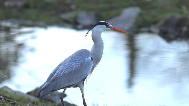 Patient Predator: Grey Heron Stalking Prey in the City Park Pond