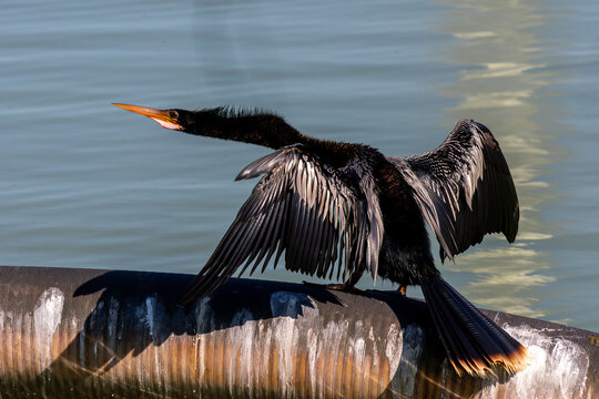 Aquatic bird Anhinga anhinga black anhinga with wings spread drying feathers in sunlight long neck perched near water typical post diving behavior rivers lakes wetlands wildlife nature
