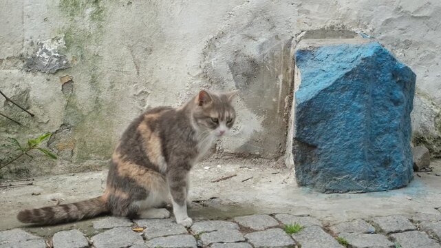 Slow motion video of a ginger tabby mixed with white cat sitting on the ground, scratching and grooming itself.