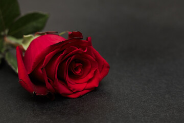Fototapeta premium Red rose on black surface captures details of the flower and its surroundings in a simple, striking composition