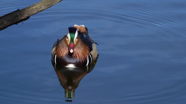 Mandarin duck (Aix galericulata), known for its vibrant and distinctive plumage