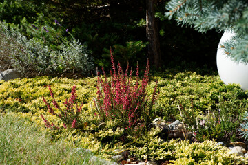 Domowy ogród  © dariog1973