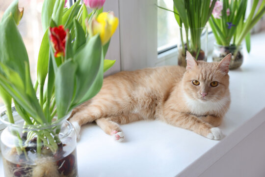 Cute ginger cat lying near beautiful flowers on windowsill indoors, closeup
