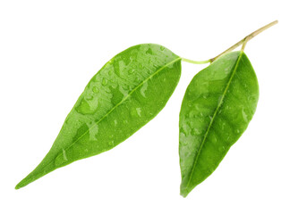 Branch with wet fresh green citrus leaves isolated on white