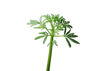 Fototapeta premium Green plant growing upward, its delicate leaves covered in fresh water drops, symbolizing growth, ecology, and natural beauty