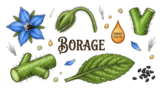 Borage botanical vector illustration set with blue flower, green leaf, seeds, and oil drop. Vintage hand drawn engraving style for herbal medicine and cosmetics design.