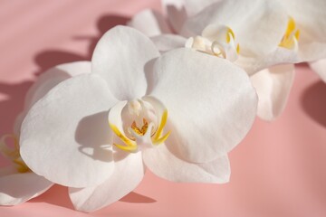 Obraz premium Beautiful orchid flowers on pink background, closeup