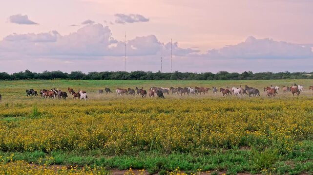 Herd of Criollo horses galloping from right to left in the evening over a field of yellow flowers