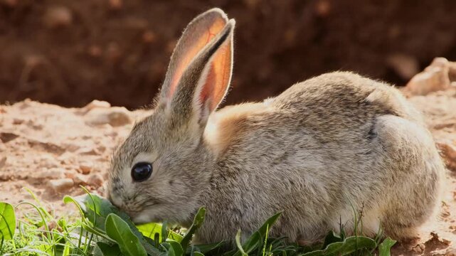 young little rabbit eating herbs at his hole, close 820