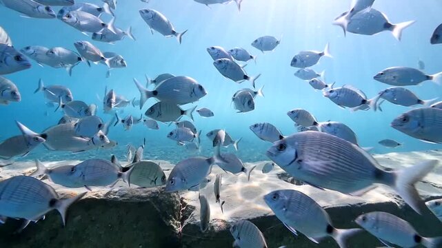 underwater fish scenery from mediterranean  sea breams ocean scenery underwater landscape seabreams  Diplodus sargus