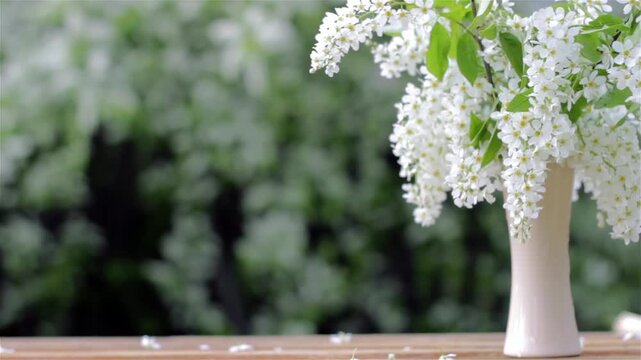 A beautiful bouquet of cherry blossom branches in a vase, placed on a wooden table. Video