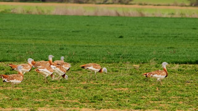 great bustards walking on grassland, searching for food 223