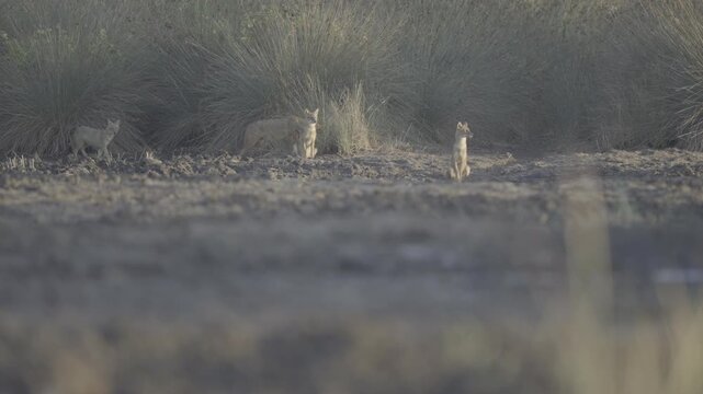 A family of jackals is roaming its territory in the wetland. Little egrets are flying.