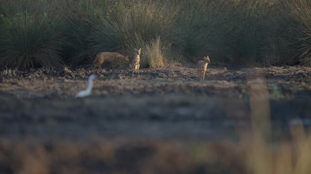 A family of jackals is roaming its territory in the wetland. Little egrets are flying.