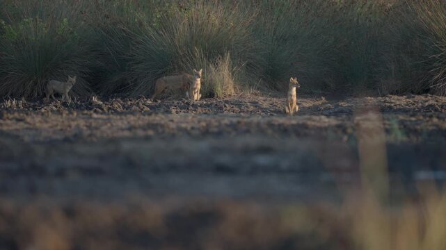 A family of jackals is roaming its territory in the wetland. Little egrets are flying.
