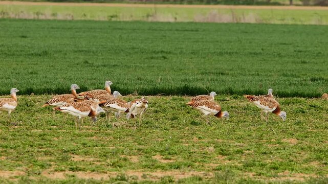 great bustards walking on grassland, searching for food 224