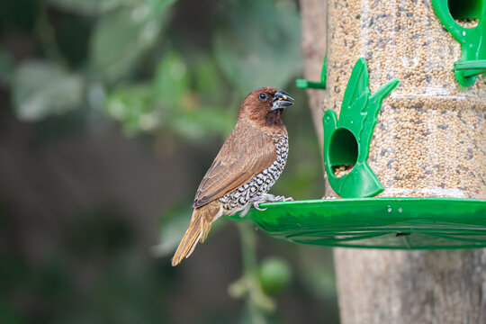 Scaly-breasted Munia on a bird feeder