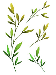 Obraz premium Set of watercolor green branches and leaves. Versatile hand-painted botanical elements for various design projects, decor, and branding. High-quality natural illustrations isolated on white.