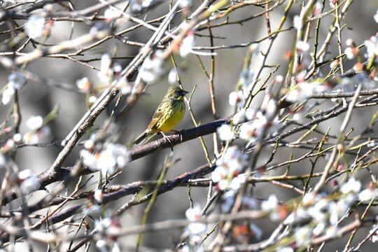 A black-faced bunting (Emeriza spodocephala). A small migratory bird found in East Asia, it has a yellowish chest and feeds on insects and seeds.