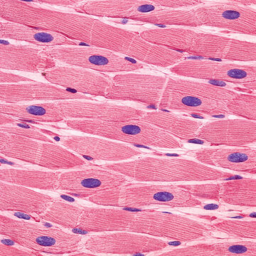 Cardiac Muscle Histology Longitudinal Section