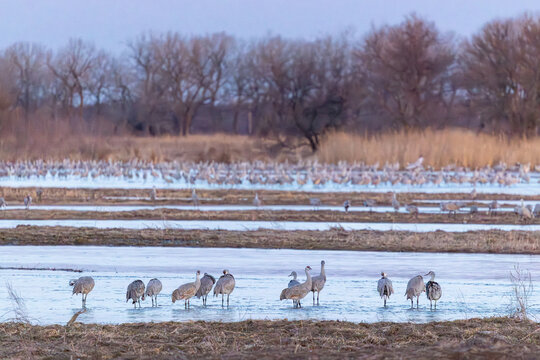 Sandhill crane migration on Platte River wetland in Kearney Nebraska at Iain Nicholson Audubon Center at Rowe Sanctuary