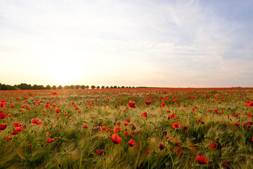 Obraz premium Field of red poppies blooming under a warm sunset sky, creating a picturesque summer scene in the countryside