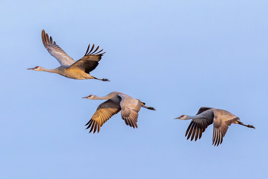 Three Sandhill Cranes in Flight Over the Platt River at Nebraska&rsquo;s Rowe Sanctuary in Golden Light during Spring Migration
