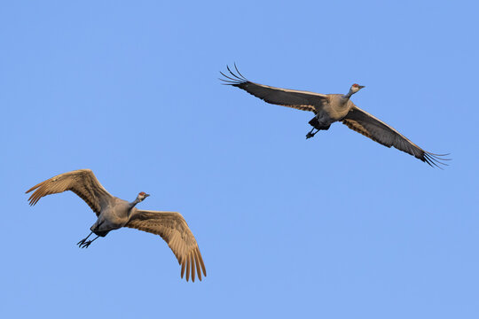 Two Sandhill Cranes in Flight Over the Platt River at Nebraska&rsquo;s Rowe Sanctuary in Golden Light during Spring Migration