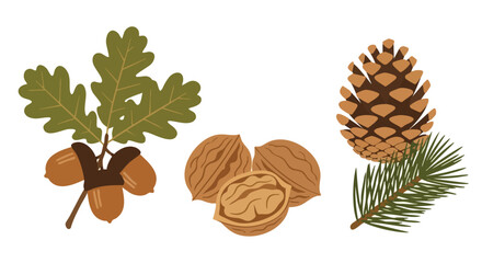 Autumn Harvest: Acorns, Walnuts, and Pinecone. Nature's Bounty. © khafid