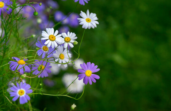 Beautiful blue Brachyscome iberidifolia (swan river daisy) flowers in the sunlight of a summer garden. Flowers represent spring, summer, women's celebration