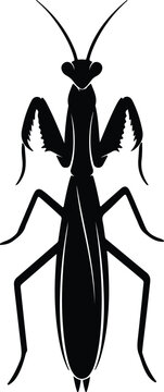 Silhouette of a praying mantis insect top view isolated vector design