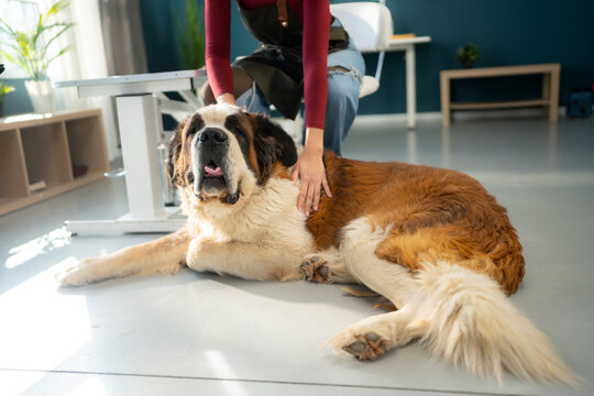 A dog owner gently pets a St. Bernard in a bright room. The dog lies on the floor, content and relaxed, while natural light streams in from the windows. The space is simple and tidy.