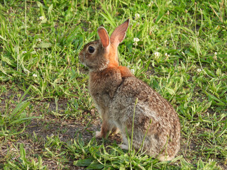 Eastern cottontail rabbit, enjoying a beautiful spring day, within the wetlands of the Bombay Hook National Wildlife Refuge, Kent County, Delaware.  © Scenic Corner
