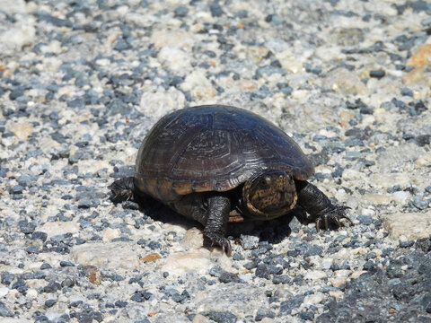 Eastern mud turtle crawling on gravel, within the wetlands of the Bombay Hook National Wildlife Refuge, Kent County, Delaware