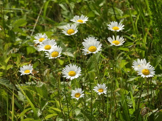 Fototapeta premium Oxeye Daisy plant, white wildflowers bloomed, within the wetlands of the Bombay Hook National Wildlife Refuge, Kent County, Delaware. 