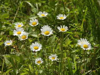 Fototapeta premium Oxeye Daisy plant, white wildflowers bloomed, within the wetlands of the Bombay Hook National Wildlife Refuge, Kent County, Delaware. 