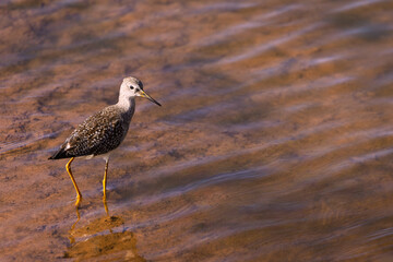 Obraz premium Lesser Yellowlegs (Tringa flavipes) foraging in shallow water, Burlington, Ontario, Canada.