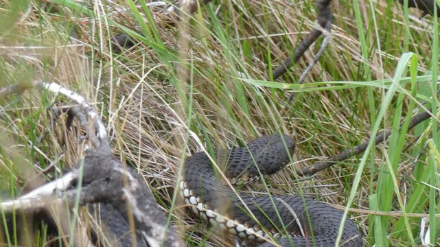 Australian Highland Copperhead black snake hunting prey flick tongue grass log