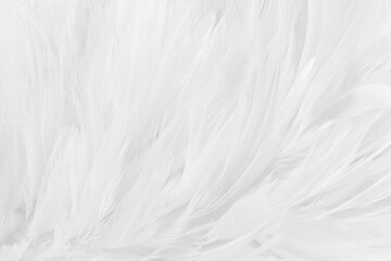 Obraz premium Beautiful white grey bird feathers pattern texture background.