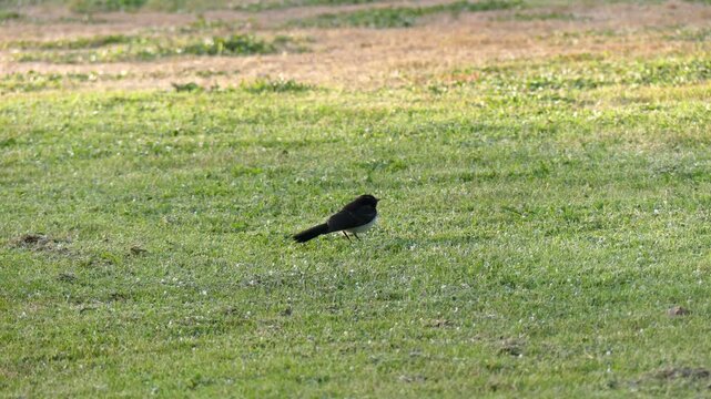 Australian willy wagtail parent feeding baby fledgling in grass field