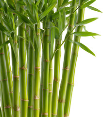 Fototapeta premium Green bamboo stalks with leaves for sustainable wood, isolated cutout