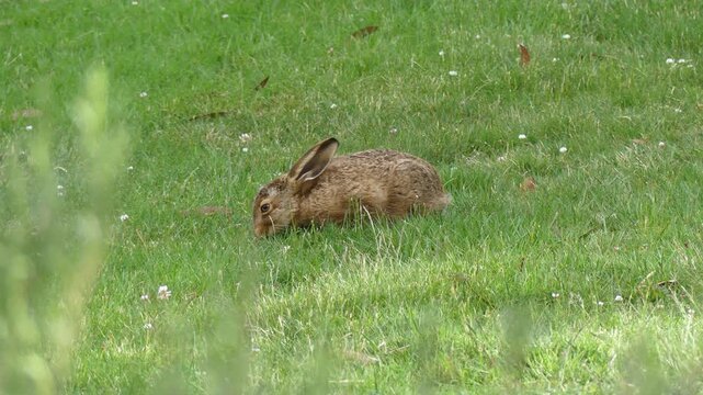 Feral Hare brown rabbit eating grass in Australian alpine field environment 