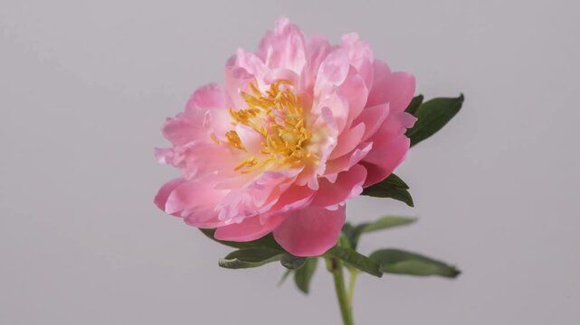 Pink Grey Video-centric Element-Centric Video Background.