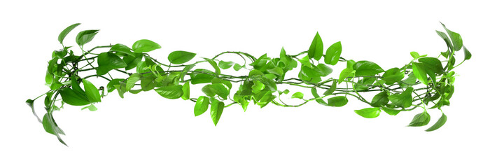 Naklejka premium Bright green golden pothos on white background. Climbing house plant
