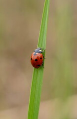 Fototapeta premium A vibrant red ladybug with black spots climbs a green blade of grass, captured in a detailed macro shot with a soft bokeh background.