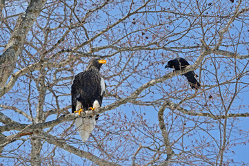 Fototapeta premium オオワシの成鳥（北海道・知床） 