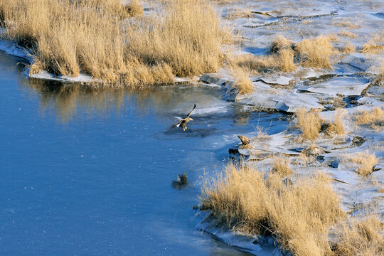湿原を飛ぶオジロワシの成鳥（北海道・標茶町）

