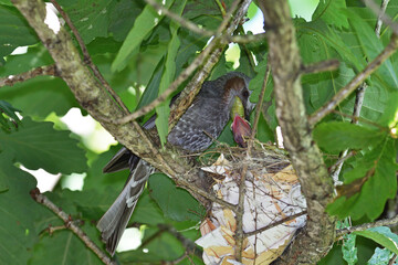 ヒヨドリの子育て（北海道・鶴居村）  © 愛 高行